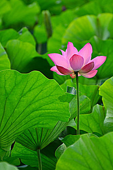 hôm nay đánh lô con gì đẹp