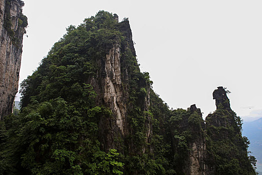 xs rong vang bach kim