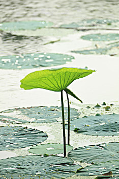 soicauthudo rongbachkim
