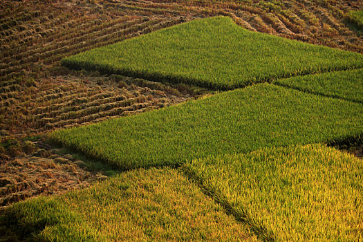 xổ số hom nay