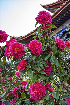 dự doan xsmb hom nay