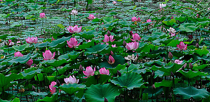 du doan xo so ninh thuan
