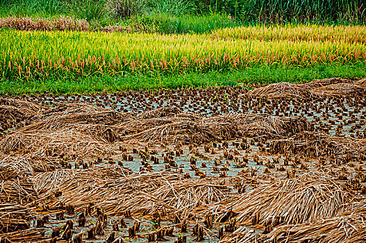 du doan mn minh ngoc